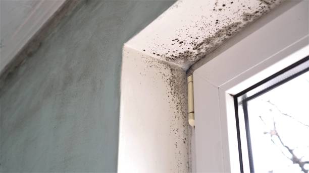 Best Mold Odor Removal Services  in Hudson Bend, TX